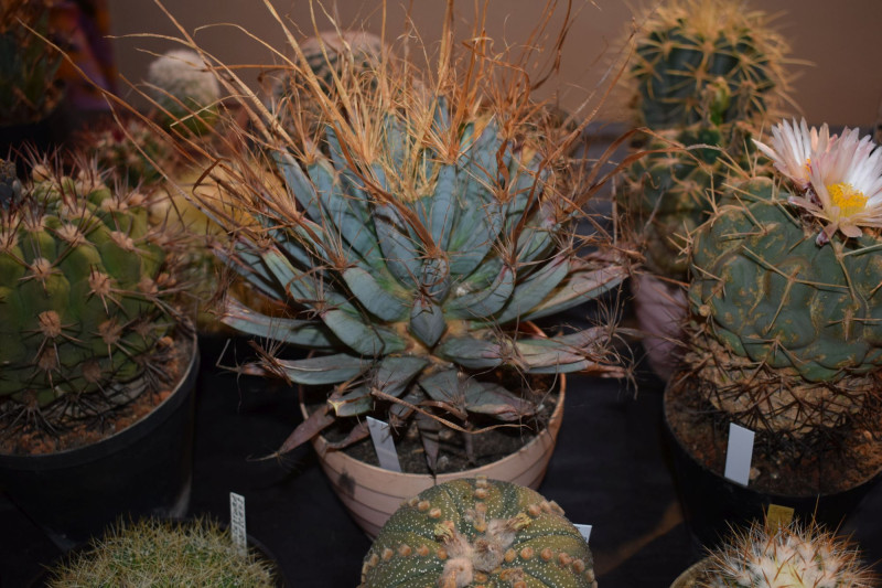 Leuchtenbergia