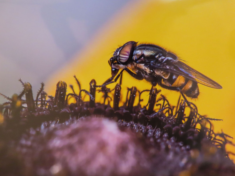 Výsledky fotosoutěže Photographia Natura 2025